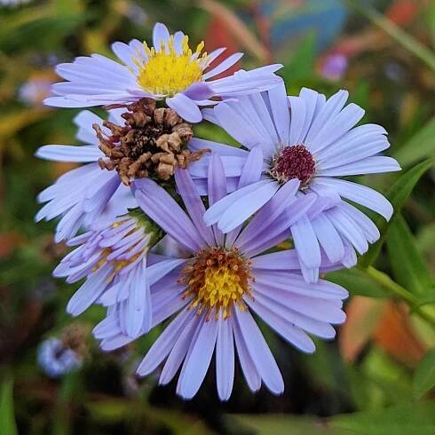 New York Aster or Michaelmas Daisy ( Symphyotrichum novi-belgii )