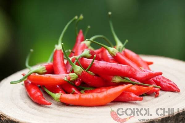 Aji Chinchi Red | Chilli semena