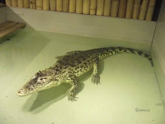 Krokodýlí ZOO