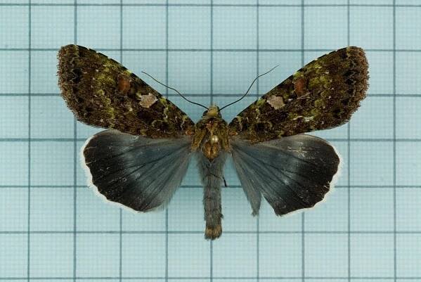 Anaplectoides inouei