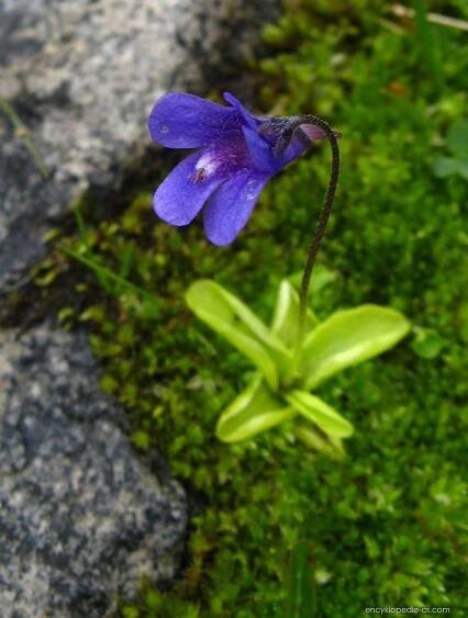 Tučnice balkánská (Pinguicula balcanica)