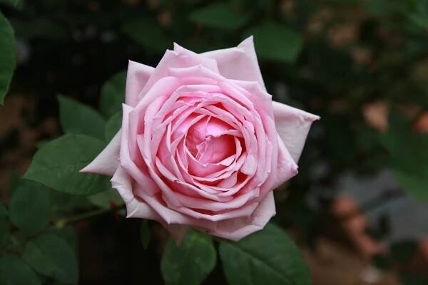 La France (Rose)