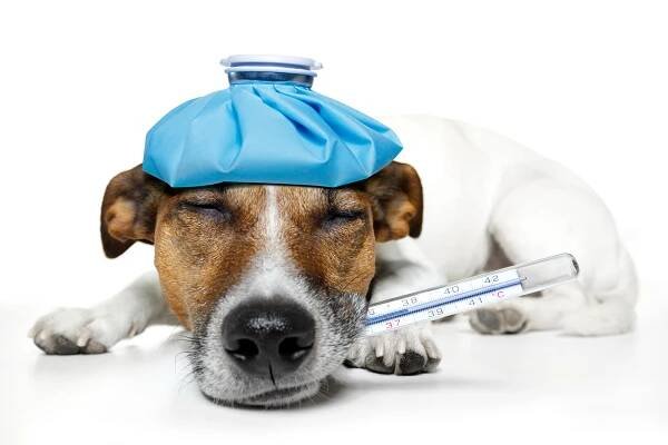Psincový kašel - Veterinární ordinace ArtVET