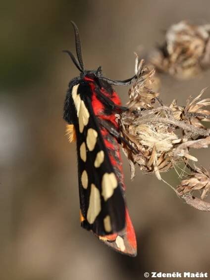 Arctia villica - přástevník špenátový | Arctiidae - přástevníkovití | Natura Bohemica