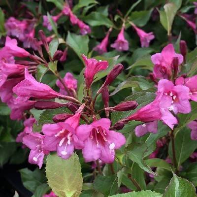 Weigela florida 'Rumba' Prodejní velikost: 015/030, Velikost hrnku: 1 l Vajgelie květnatá 'Rumba'
