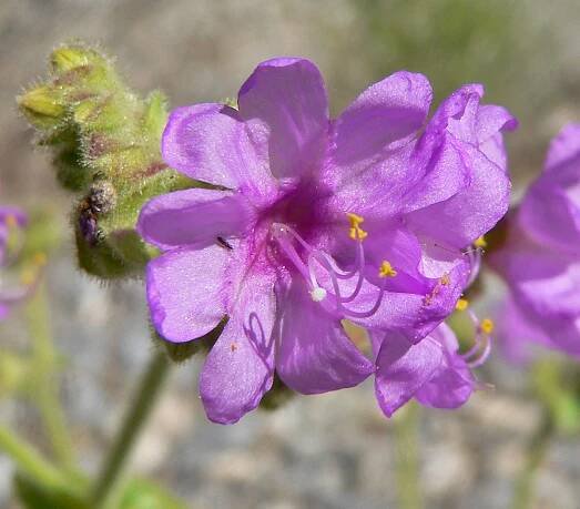 Soubor:Mirabilis albida 4.jpg – Wikipedie