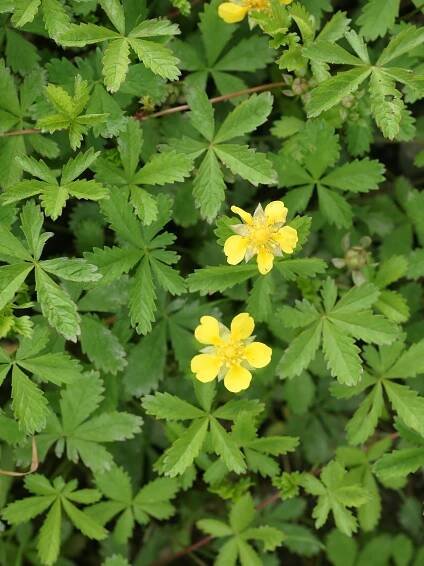 Mochna – Wikipedie