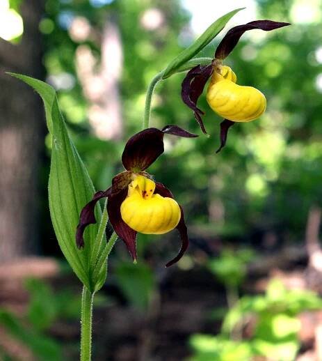 Cypripedium parviflorum
