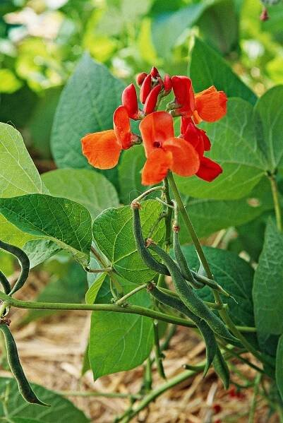 How to Grow Scarlet Runner Beans for Its Gorgeous Edible Flowers