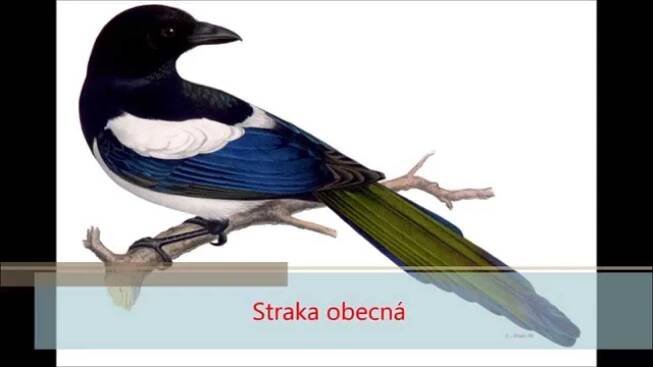 Ptáci ČR, straka obecná pica pica