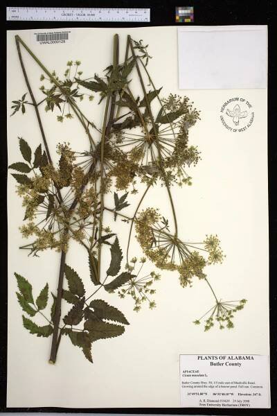 Cicuta maculata - Species Page - APA: Alabama Plant Atlas 