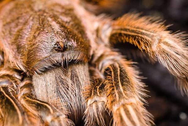 Tarantule není žádný nelítostný zabiják