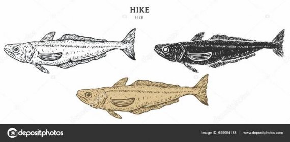 Ručně Tažené Ryby Štikozubce Obecného Izolované Bílém Pozadí Nastavit Kreslený Stock Vector od © cgterminal 699054188