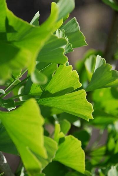 Ginkgo biloba 'Tremonia' | jinan dvoulaločný 'Tremonia' - Van den Berk školky
