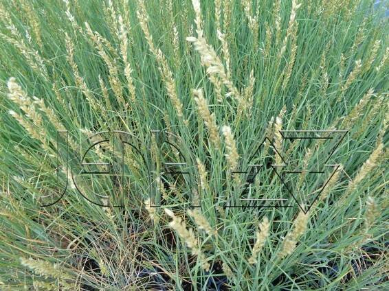 Melica ciliata