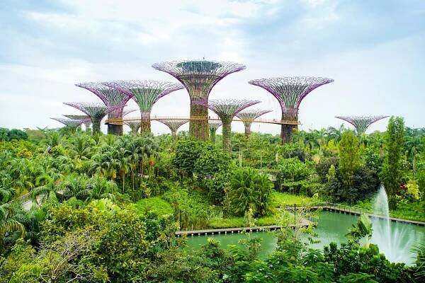 Projects – Gnarly Tree Sustainability Institute