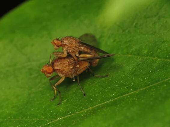 Suillia pallida