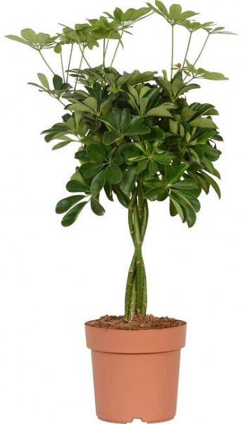 Šeflera "Compacta" pr. květináče cca 21 cm