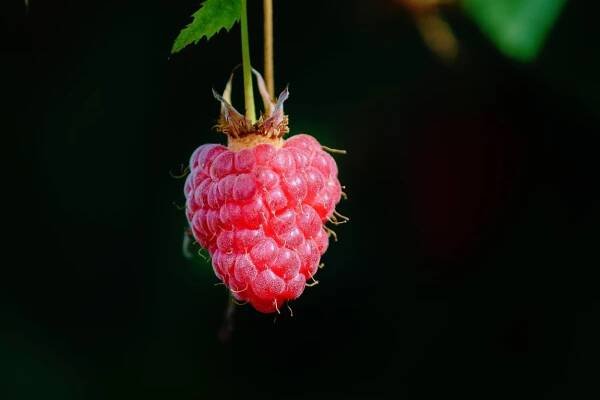 Malina Ovoce Bobule - Fotografie zdarma na Pixabay