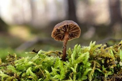 www.ohoubach.cz - o houbách, houbaření, houbařích a o přírodě obecně.