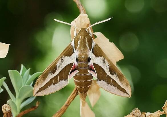 imago - samec spp. deserticola