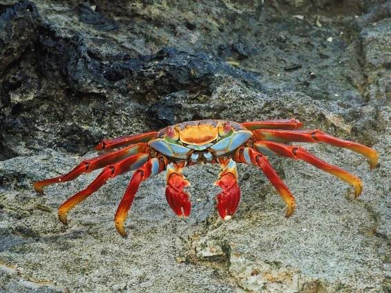 krab upraveno