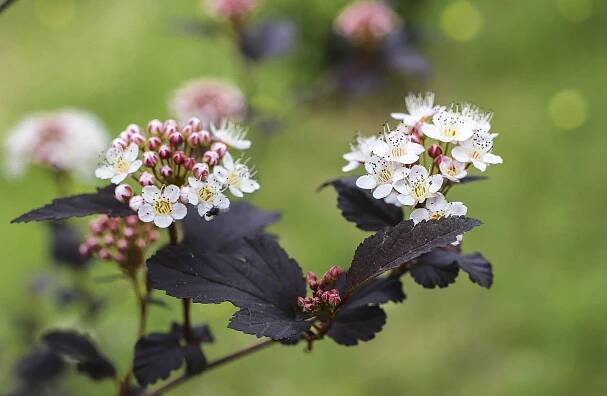 7 Popular Shrubs for Southeast Michigan Landscaping in 2025