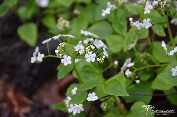 Brunnera macrophylla 'Betty Bowring' | Perennicullum