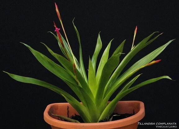 Tillandsia Complanata | Succulent City