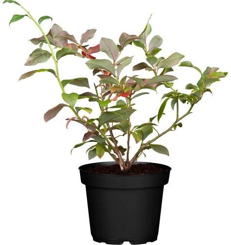 Borůvka chocholičnatá "Hortblue Petite" výška cca 30-40 cm květináč cca 3 l Vacc nakoupit u OBI