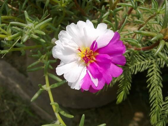 Soubor:Portulaca flower in Islamabad, Pakistan.jpg