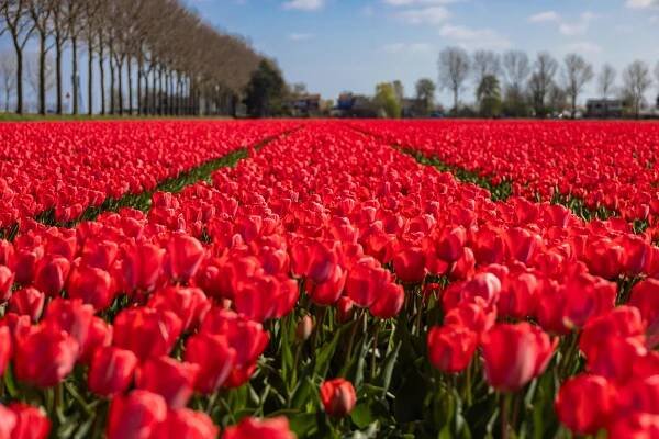 FOTO: Nádhera, ze které přechází zrak. Tulipánová pole v Nizozemsku hrají všemi barvami