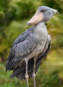 Facts About Shoebill Storks