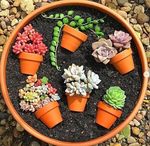 Pin by Olga on Dig It! Garden Ideas | Succulents, Succulent garden diy, Succulent gardening