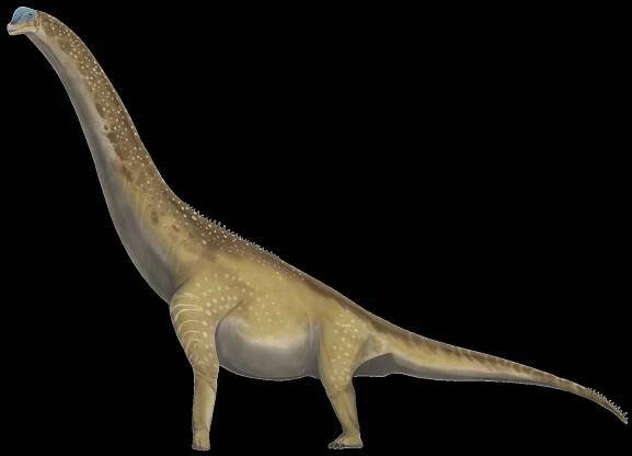 Brachiosaurus.