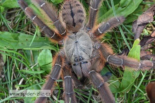 Nabídka :: Spider-zlin