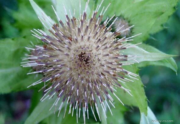 Pcháč zelinný (Cirsium oleraceum)
