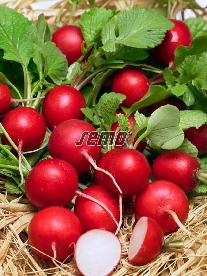 HOBBY, Zelenina - �edkvi�ka Kvintara F1, 3445
