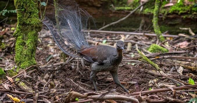 Lyrebird