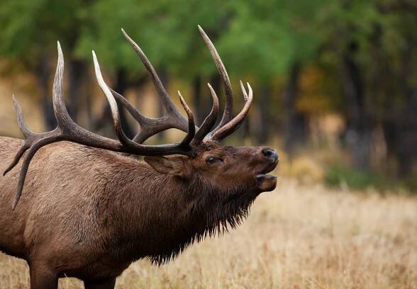 los býčí ve skalistých horách - moose - stock snímky, obrázky a fotky