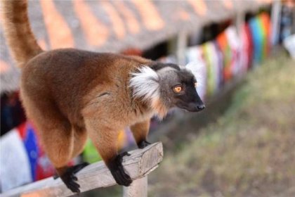 lemur madagaskar - nosy be - stock snímky, obrázky a fotky
