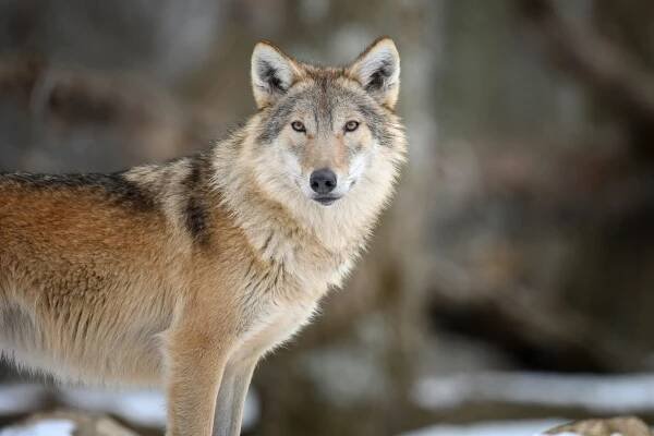 Hunter Who Mistakenly Killed a Wolf Hundreds of Miles from Its Home Range Won’t Be Charged