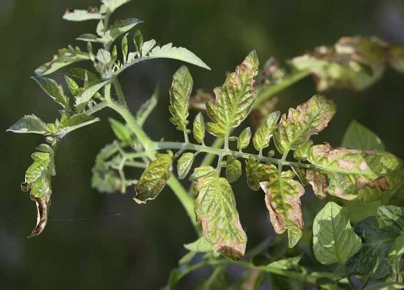 Podstata proměnlivé („polní“) odolnosti rostlin vůči chorobám - Články - Agromanuál.cz