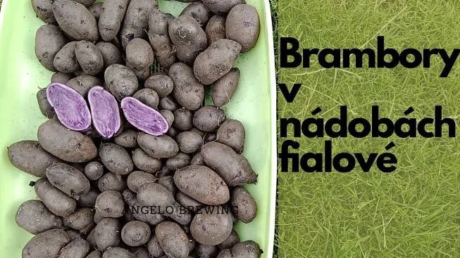 Fialove Brambory Sadba Prodej