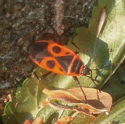Ruměnice pospolná - Pyrrhocoris apterus - PŘÍRODA.cz