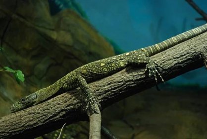 Ostravské zoo se podařilo odchovat nejdelší varany světa
