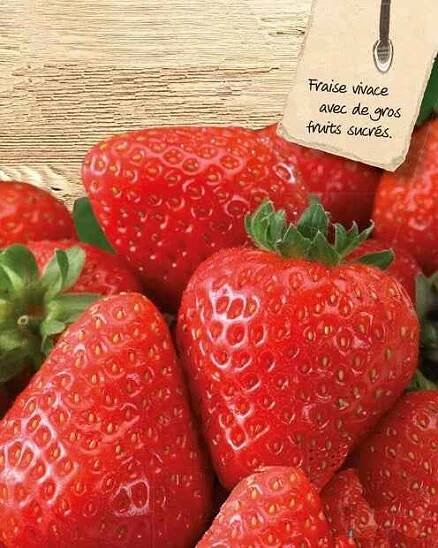 Erdbeere Grandian F1 - Fragaria x ananassa grandian f1 - Gemüsegarten