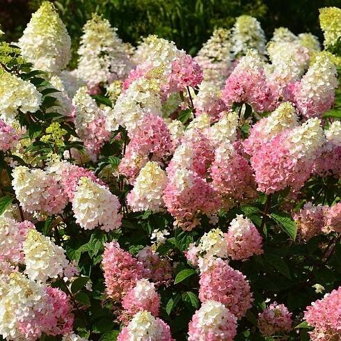 Hydrangea paniculata Strawberry Sundae®