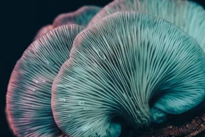 Krásné houby s barvou světlé pozadí textury. Zobrazení Makro fotografie. — Stock obrázek