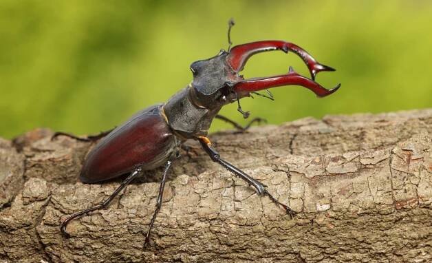 Roháč obecný (Lucanus cervus) - sameček